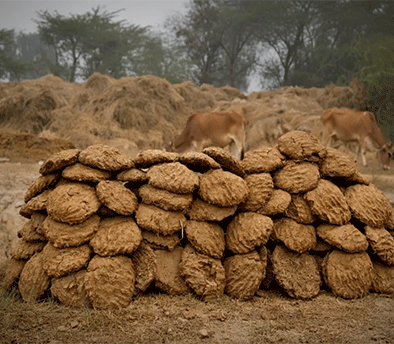 Our Cow Dung Cakes are produced from 100% natural, farm-sourced cow dung and traditionally sun-dried to preserve purity and natural benefits. Completely free from chemicals and additives, they are commonly used for religious rituals, agricultural applications, and eco-friendly fuel purposes. Each cake is carefully shaped and dried to ensure uniform quality, easy handling, and efficient burning. Suitable for both domestic use and bulk export, our cow dung cakes are hygienically packed and meet export-grade quality standards with a reliable supply chain.